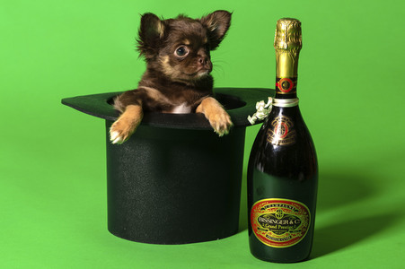 Symbolfoto Schoßhund