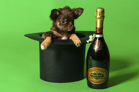 Symbolfoto Schoßhund