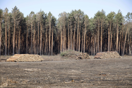 Waldbrandflächen bei Treuenbrietzen