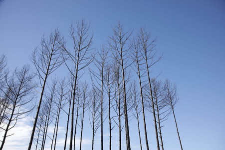 Waldbrandflächen bei Treuenbrietzen