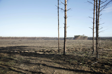 Waldbrandflächen bei Treuenbrietzen