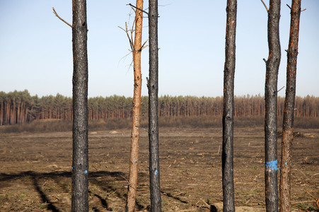 Waldbrandflächen bei Treuenbrietzen