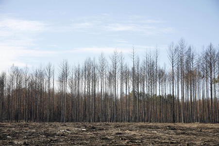 Waldbrandflächen bei Treuenbrietzen