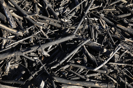 Waldbrandflächen bei Treuenbrietzen