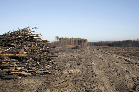 Waldbrandflächen bei Treuenbrietzen