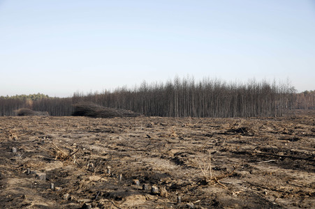 Waldbrandflächen bei Treuenbrietzen