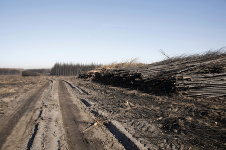 Waldbrandflächen bei Treuenbrietzen