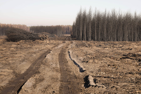 Waldbrandflächen bei Treuenbrietzen