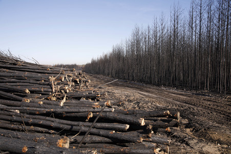 Waldbrandflächen bei Treuenbrietzen