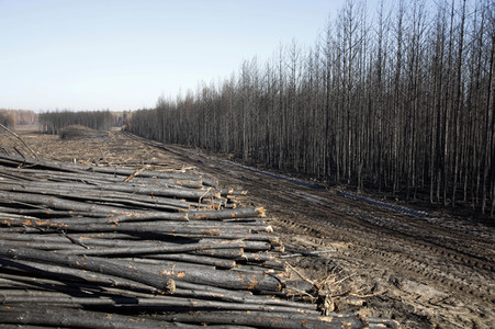 Waldbrandflächen bei Treuenbrietzen