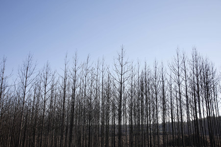 Waldbrandflächen bei Treuenbrietzen