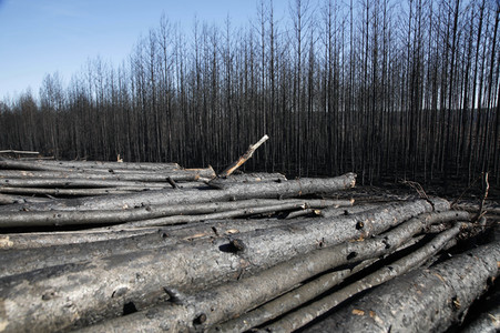 Waldbrandflächen bei Treuenbrietzen