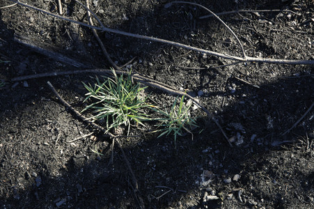 Waldbrandflächen bei Treuenbrietzen