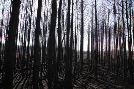Waldbrandflächen bei Treuenbrietzen