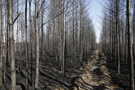 Waldbrandflächen bei Treuenbrietzen