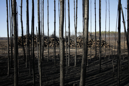 Waldbrandflächen bei Treuenbrietzen