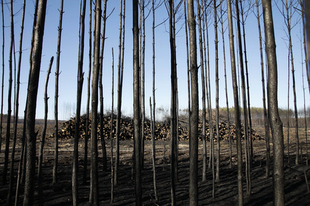 Waldbrandflächen bei Treuenbrietzen