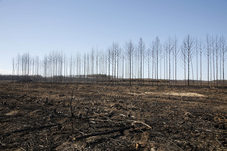 Waldbrandflächen bei Treuenbrietzen
