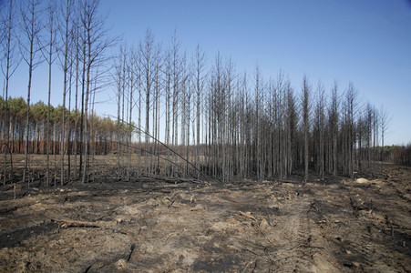 Waldbrandflächen bei Treuenbrietzen