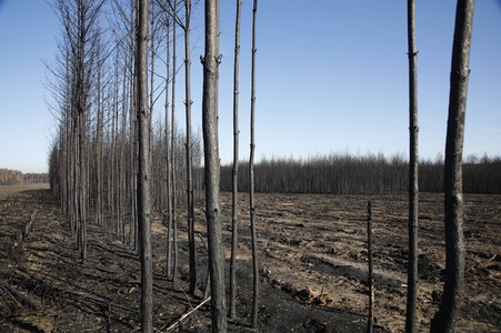 Waldbrandflächen bei Treuenbrietzen