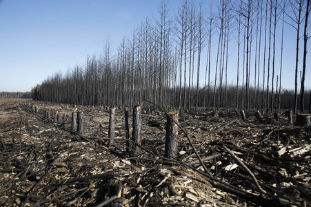 Waldbrandflächen bei Treuenbrietzen