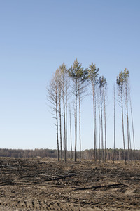 Waldbrandflächen bei Treuenbrietzen