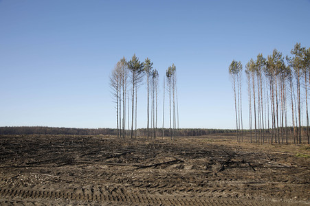 Waldbrandflächen bei Treuenbrietzen