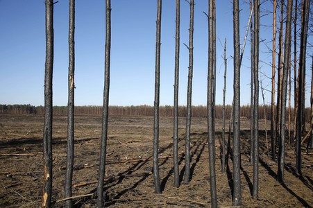 Waldbrandflächen bei Treuenbrietzen