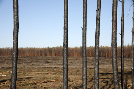 Waldbrandflächen bei Treuenbrietzen