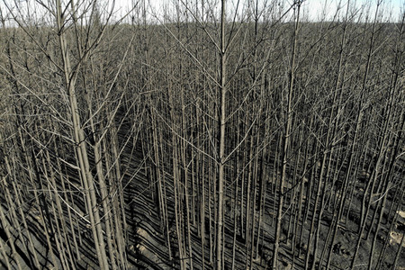 Waldbrandflächen bei Treuenbrietzen