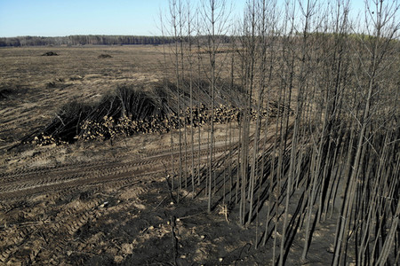 Waldbrandflächen bei Treuenbrietzen