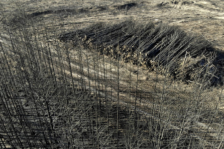 Waldbrandflächen bei Treuenbrietzen