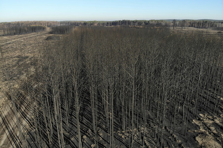 Waldbrandflächen bei Treuenbrietzen