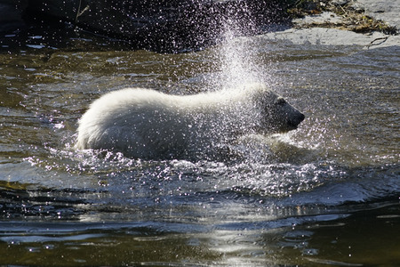 Eisbär-Taufe im Tierpark Berlin