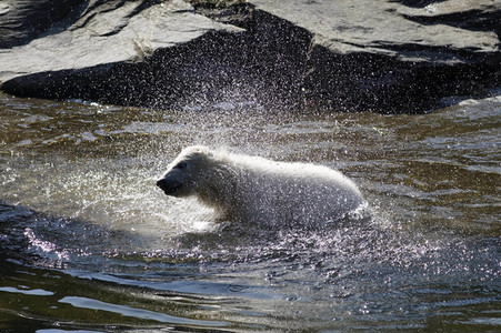 Eisbär-Taufe im Tierpark Berlin