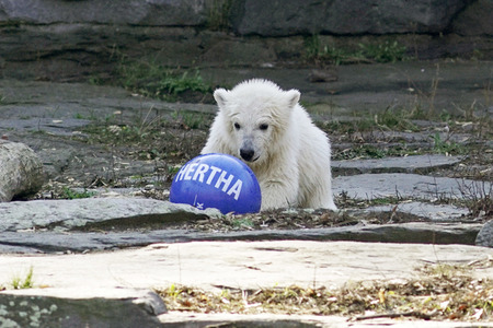 Eisbär-Taufe im Tierpark Berlin