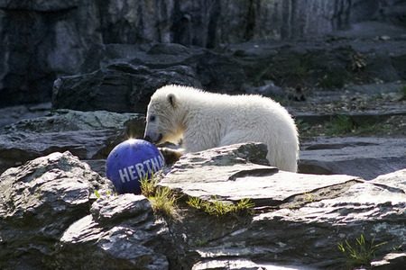 Eisbär-Taufe im Tierpark Berlin