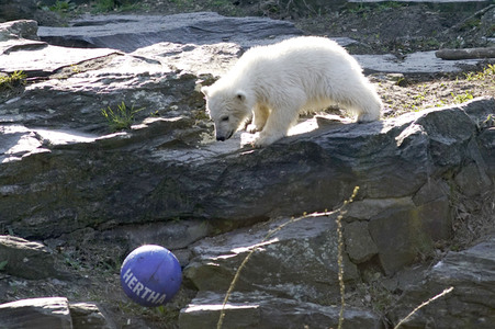 Eisbär-Taufe im Tierpark Berlin