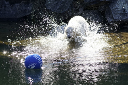Eisbär-Taufe im Tierpark Berlin