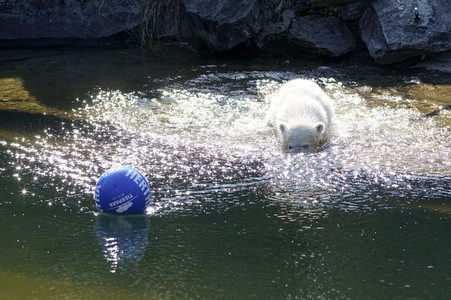 Eisbär-Taufe im Tierpark Berlin
