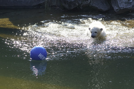 Eisbär-Taufe im Tierpark Berlin