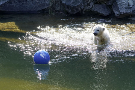 Eisbär-Taufe im Tierpark Berlin