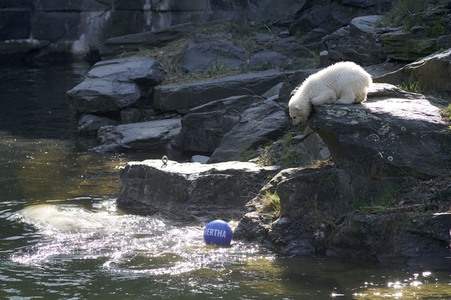 Eisbär-Taufe im Tierpark Berlin