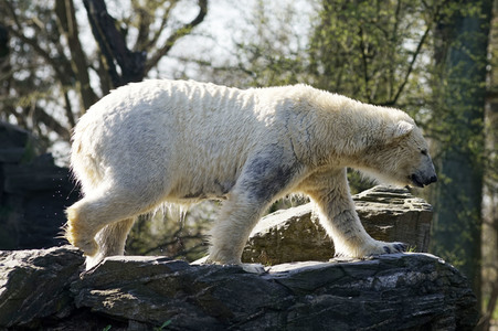 Eisbär-Taufe im Tierpark Berlin
