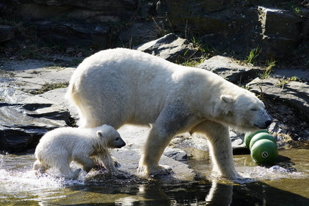 Eisbär-Taufe im Tierpark Berlin