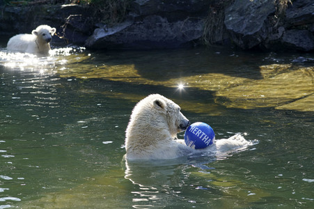 Eisbär-Taufe im Tierpark Berlin