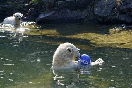 Eisbär-Taufe im Tierpark Berlin