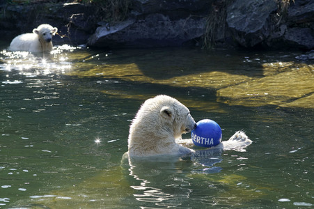 Eisbär-Taufe im Tierpark Berlin