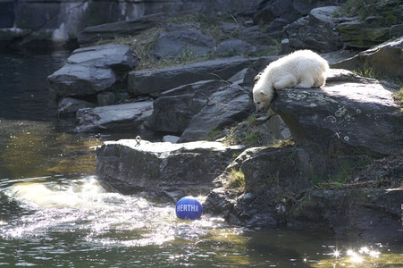 Eisbär-Taufe im Tierpark Berlin