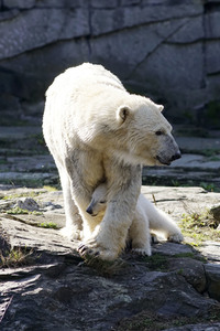 Eisbär-Taufe im Tierpark Berlin